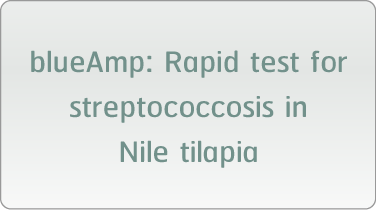 blueAmp: Rapid test for streptococcosis in Nile tilapia
